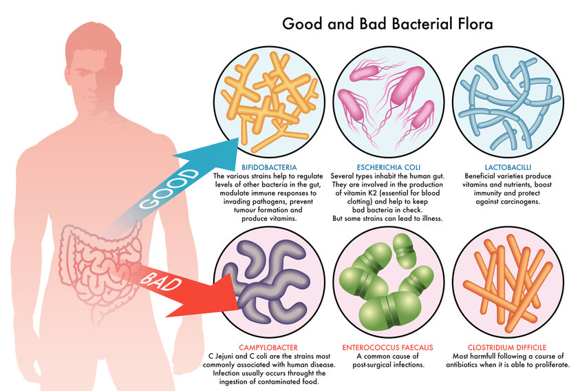 How to heal gut flora