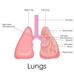 lungs - respiratory system 