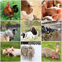 Other ways to exercise the Immune System: Exposure to Animals