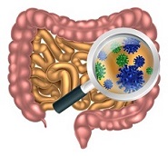 Benefits of healthy gut flora to your health.