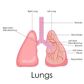 lungs - respiratory system 