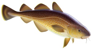 Cod liver oil is rich in vitamin A and vitamin D