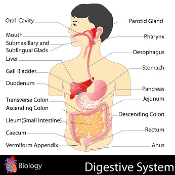 Gut Health and the Immune System are very connected